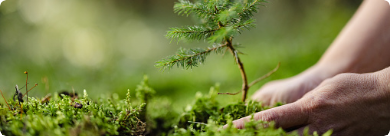 VisuelArbre VisuelArbre